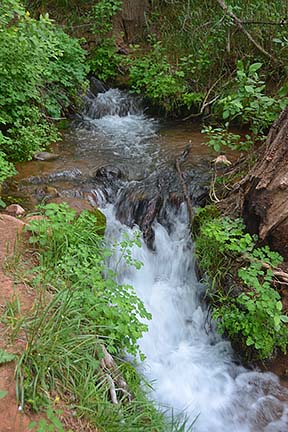 Sycamore Creek, Sycamore Canyon, April 16, 2015